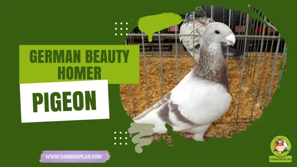 German Beauty Homer Pigeon - Farming & Breed Profile German Beauty Homer Pigeon characteristics, agricultural utility and breed care guide