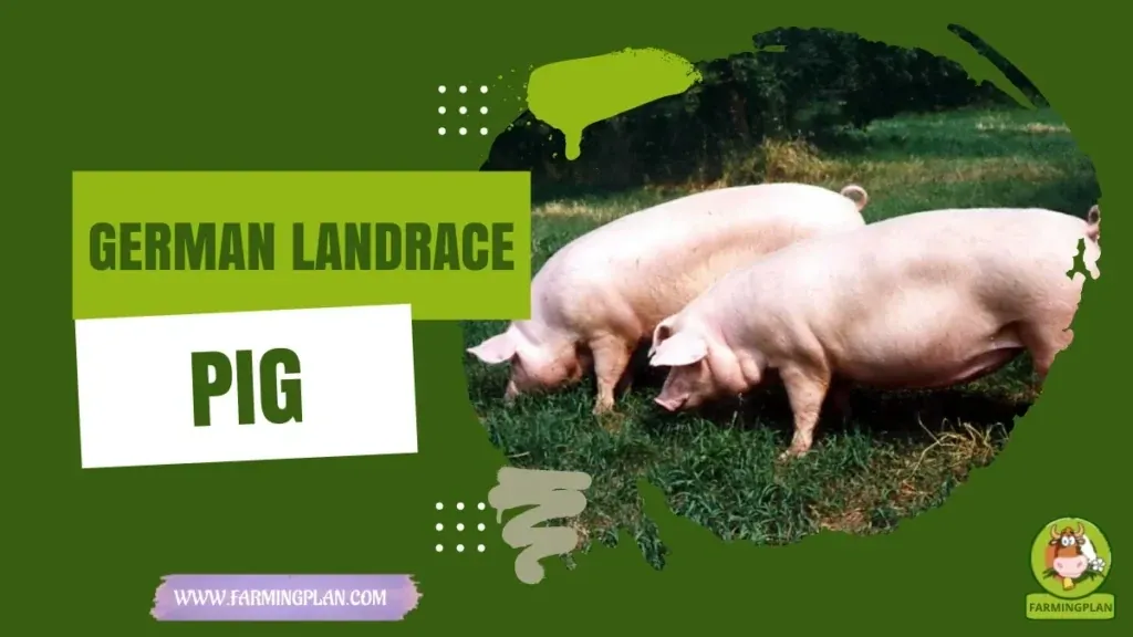 German Landrace Pig characteristics, agricultural utility and breed care guide