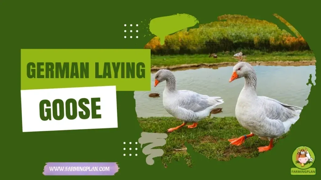 German Laying Goose characteristics, agricultural utility and breed care guide