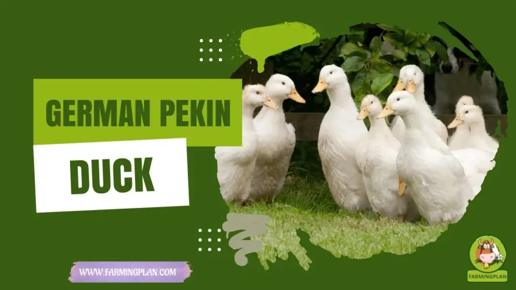 German Pekin Duck characteristics, agricultural utility and breed care guide