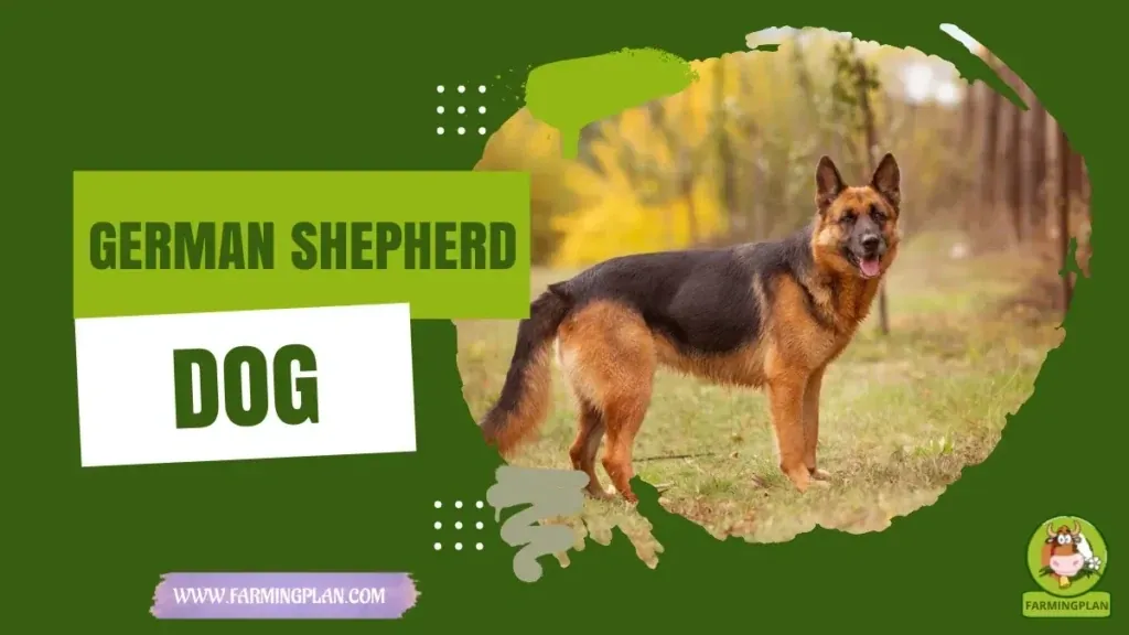 German Shepherd - Farming & Breed Profile German Shepherd characteristics, agricultural utility and breed care guide