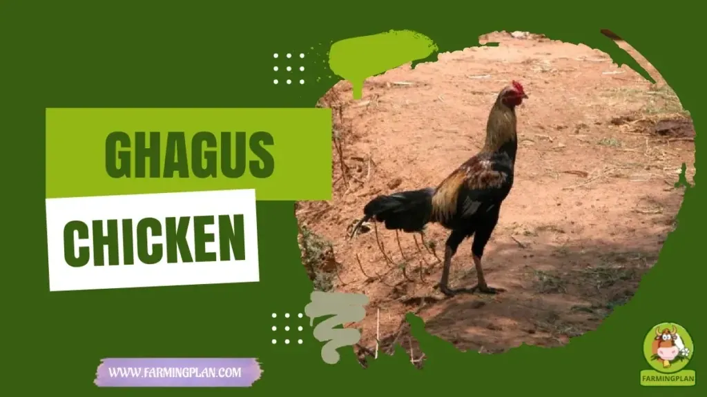 Ghagus Chicken - Farming & Breed Profile Ghagus Chicken characteristics, agricultural utility and breed care guide