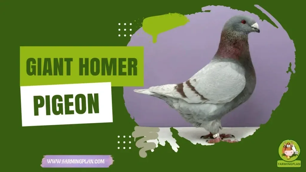 Giant Homer - Farming & Breed Profile Giant Homer characteristics, agricultural utility and breed care guide