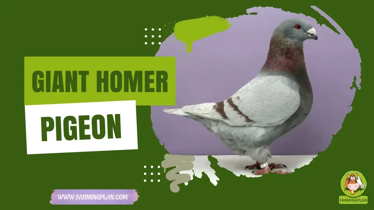 Giant Homer characteristics, agricultural utility and breed care guide