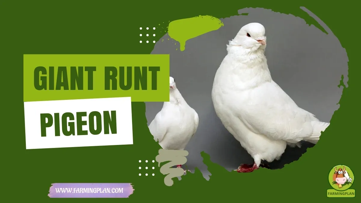 Giant Runt Pigeon characteristics, agricultural utility and breed care guide