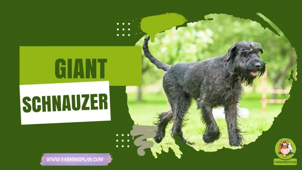 Giant Schnauzer - Farming & Breed Profile Giant Schnauzer characteristics, agricultural utility and breed care guide