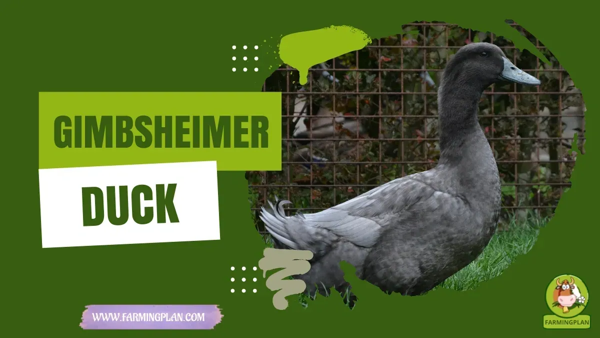 Gimbsheimer Duck characteristics, agricultural utility and breed care guide