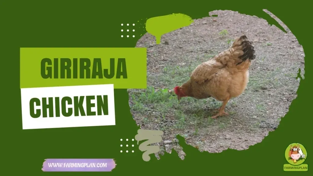 Giriraja Chicken - Farming & Breed Profile Giriraja Chicken characteristics, agricultural utility and breed care guide