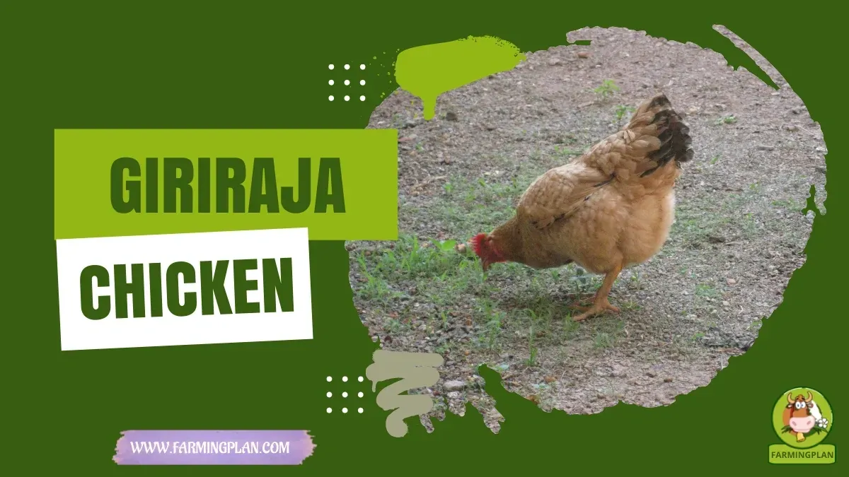Giriraja Chicken characteristics, agricultural utility and breed care guide
