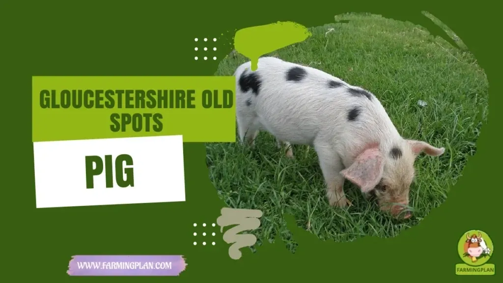Gloucestershire Old Spots Pig - Farming & Breed Profile Gloucestershire Old Spots Pig characteristics, agricultural utility and breed care guide