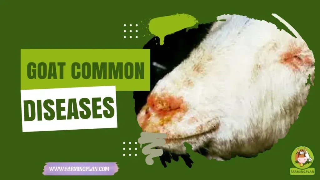 Common Goat Diseases - Farming & Breed Profile Common Goat Diseases characteristics, agricultural utility and breed care guide