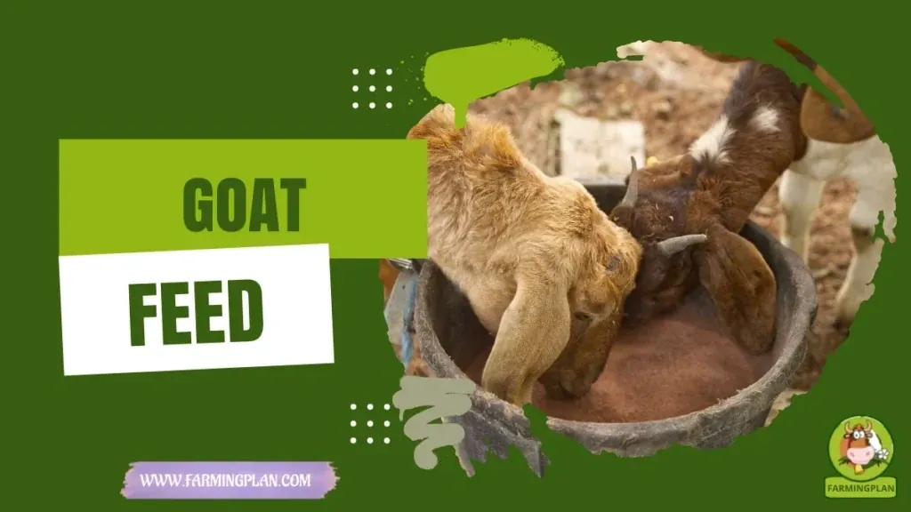 Goat Feeding Guide - Farming & Breed Profile Goat Feeding Guide characteristics, agricultural utility and breed care guide
