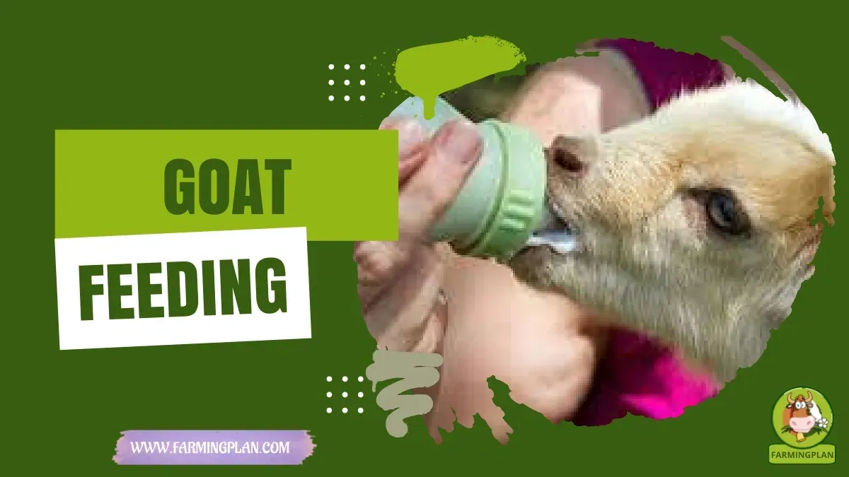 Goat Feeding characteristics, agricultural utility and breed care guide