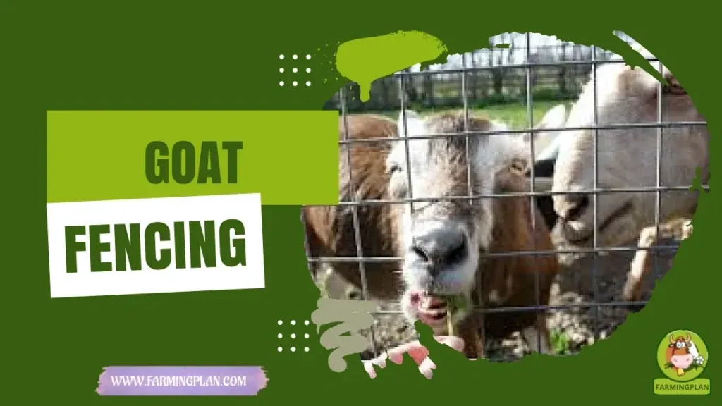 Goat Fencing characteristics, agricultural utility and breed care guide
