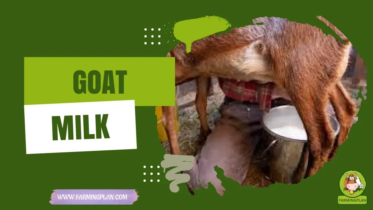 Goat Milk Benefits - Farming & Breed Profile Goat Milk Benefits characteristics, agricultural utility and breed care guide