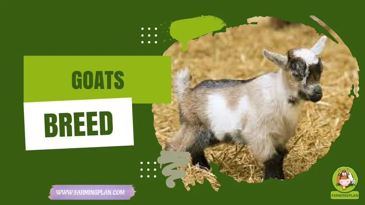 Goats Breed characteristics, agricultural utility and breed care guide