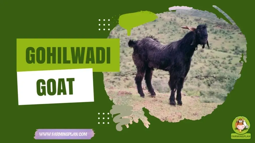 Gohilwadi Goat characteristics, agricultural utility and breed care guide