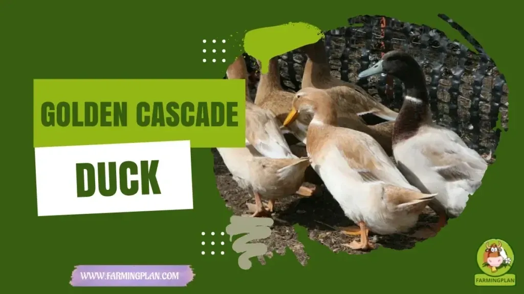Golden Cascade Duck - Farming & Breed Profile Golden Cascade Duck characteristics, agricultural utility and breed care guide