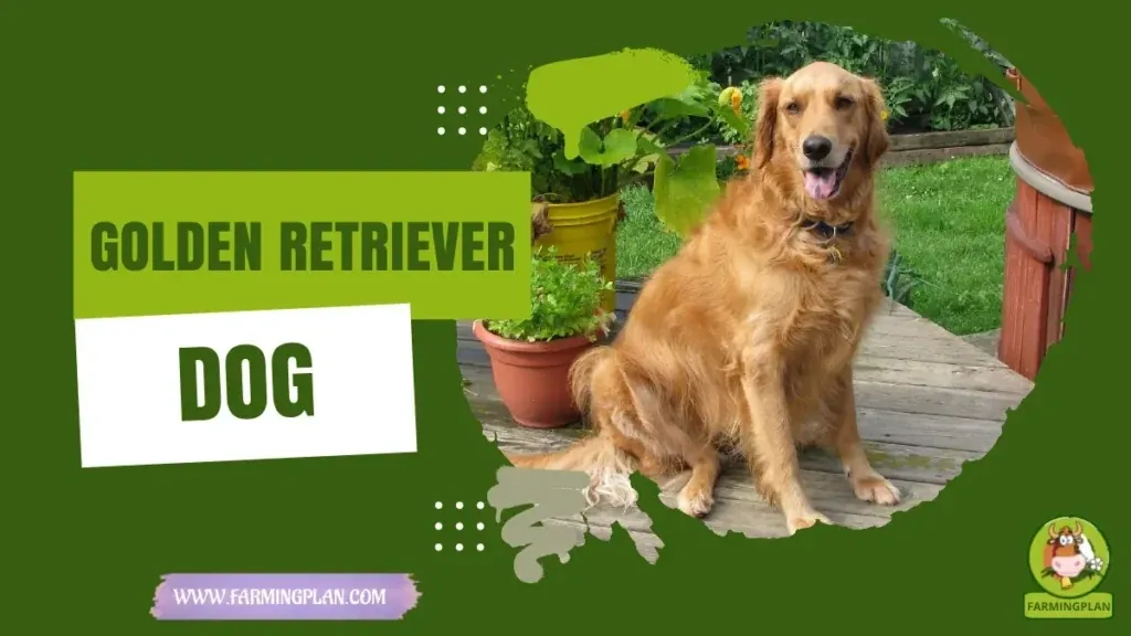 Golden Retriever characteristics, agricultural utility and breed care guide