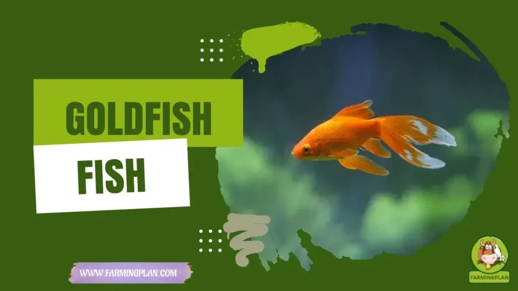 Goldfish characteristics, agricultural utility and breed care guide