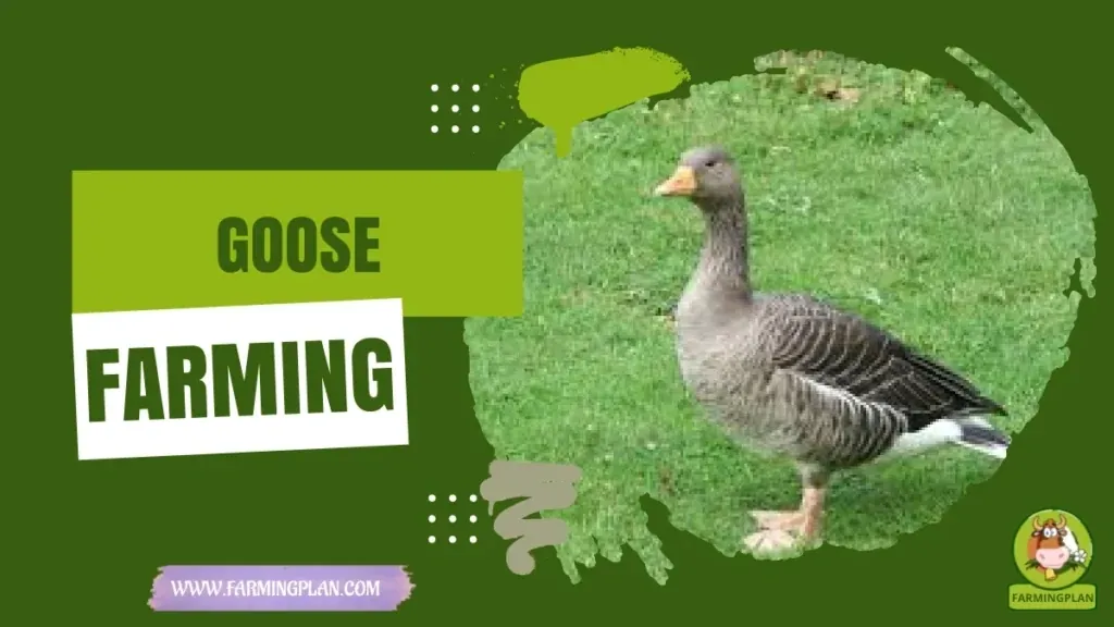 Goose Care characteristics, agricultural utility and breed care guide
