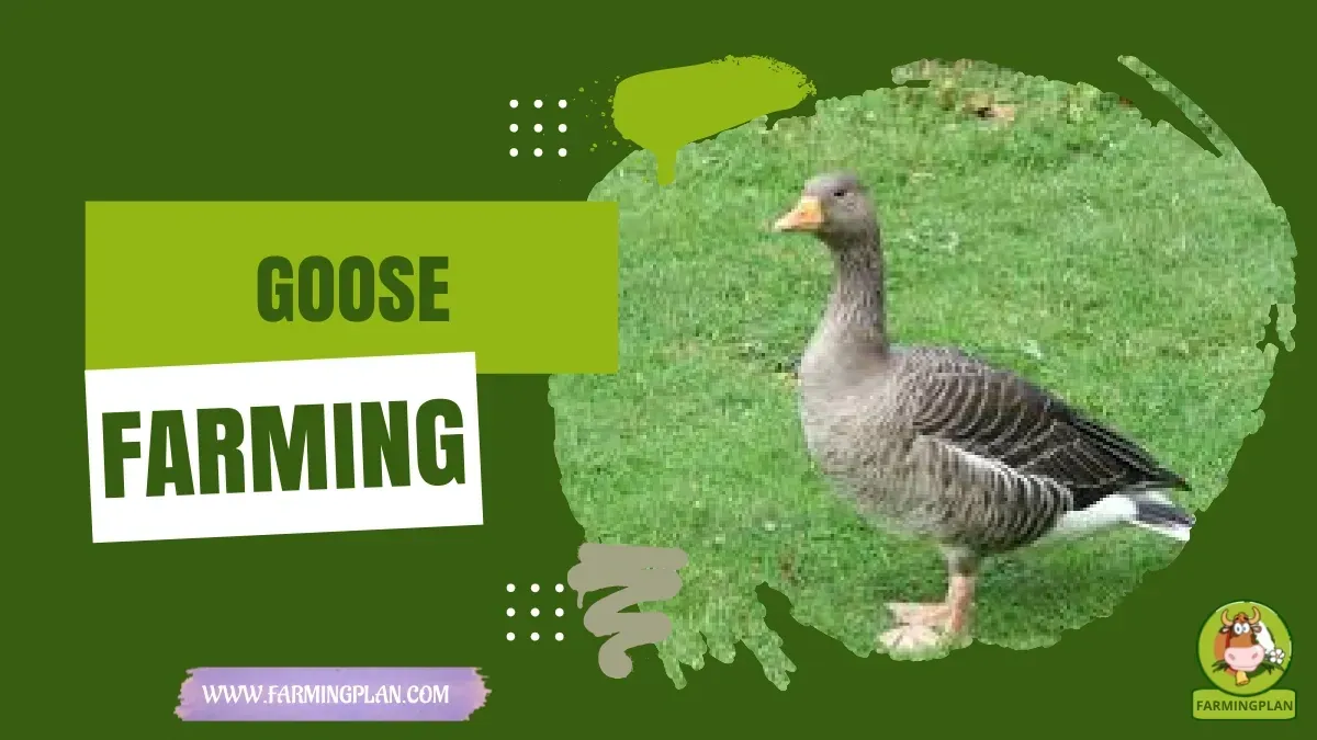 Goose Care characteristics, agricultural utility and breed care guide