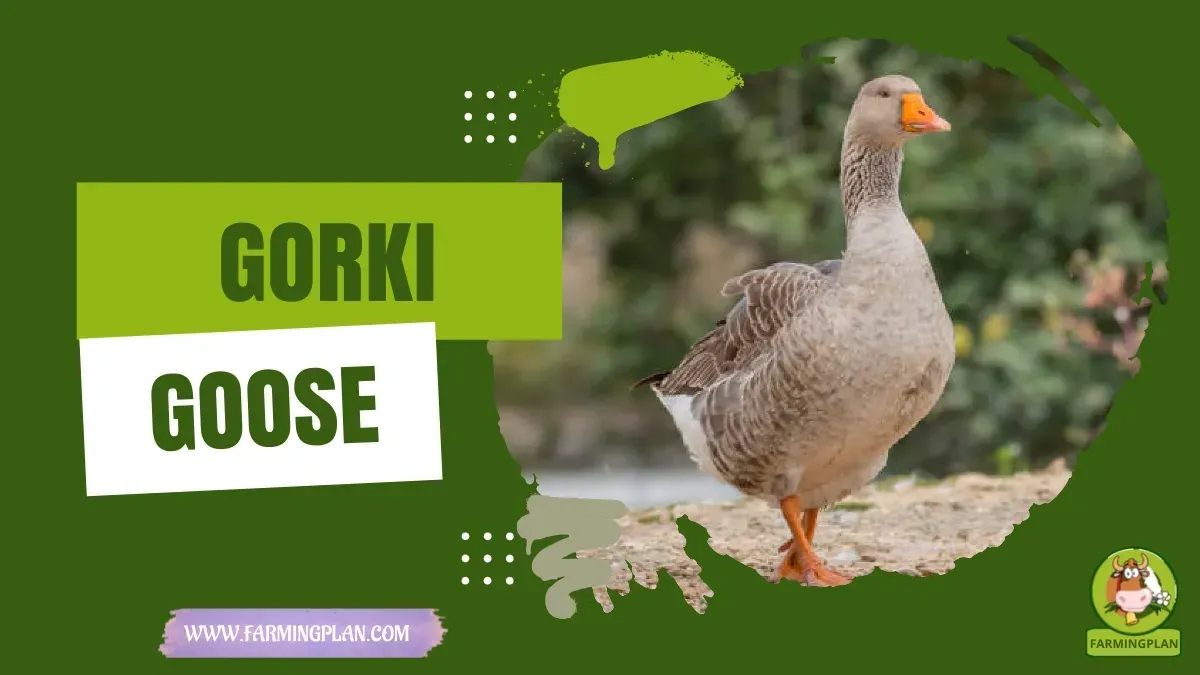 Gorki Goose Care characteristics, agricultural utility and breed care guide