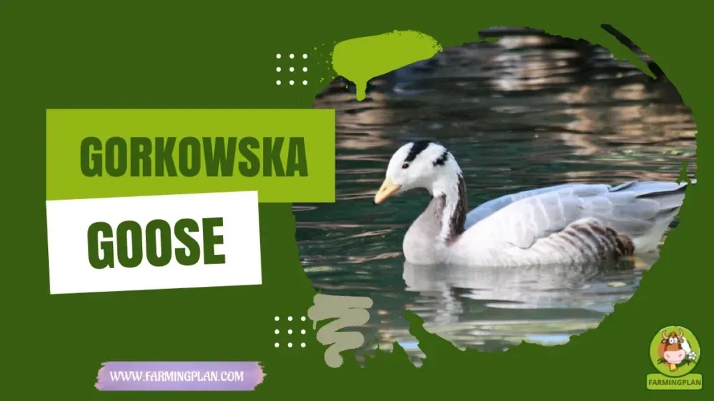 Gorkowska Goose characteristics, agricultural utility and breed care guide
