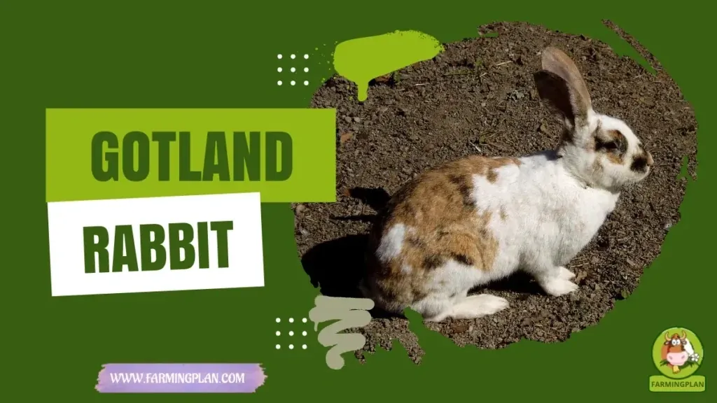 Gotland Rabbit characteristics, agricultural utility and breed care guide