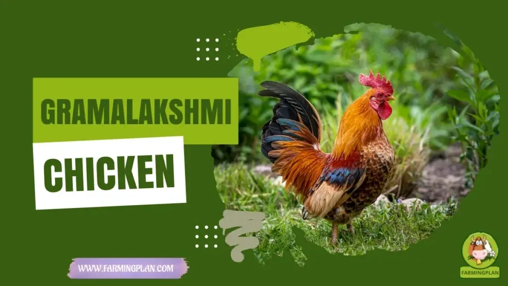 Gramalakshmi Chicken - Farming & Breed Profile Gramalakshmi Chicken characteristics, agricultural utility and breed care guide