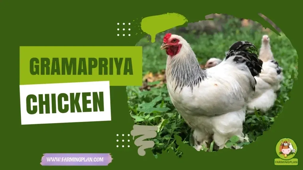 Gramapriya Chicken characteristics, agricultural utility and breed care guide