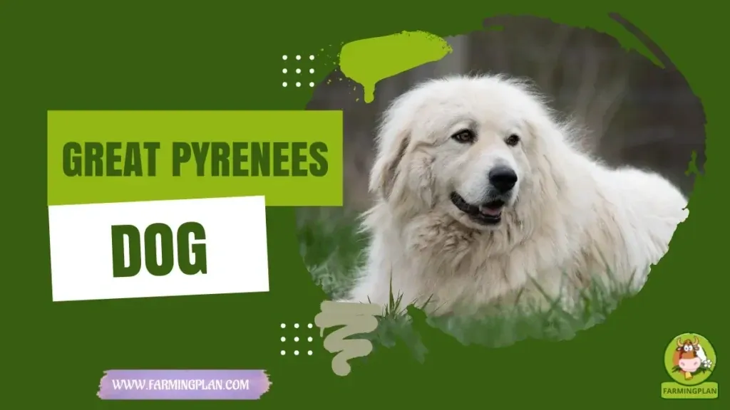 Pyrenees - Farming & Breed Profile Pyrenees characteristics, agricultural utility and breed care guide