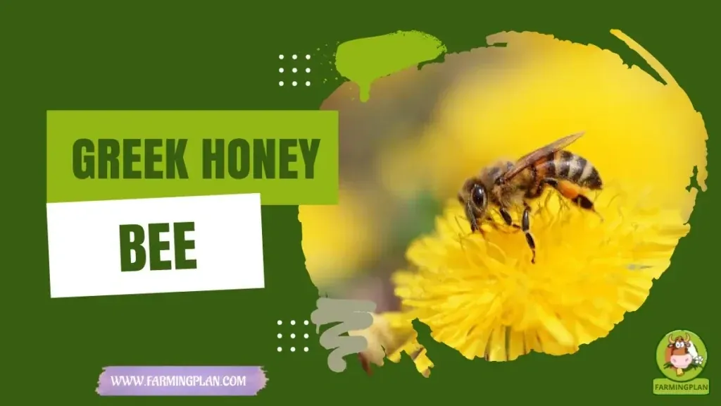 Greek Honey Bee characteristics, agricultural utility and breed care guide