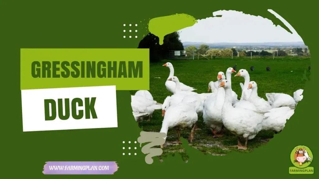Gressingham Duck characteristics, agricultural utility and breed care guide
