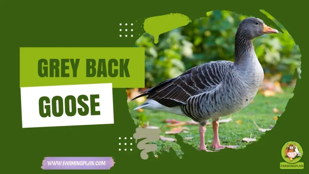 Grey Back Goose characteristics, agricultural utility and breed care guide
