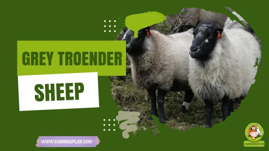 Grey Troender Sheep characteristics, agricultural utility and breed care guide