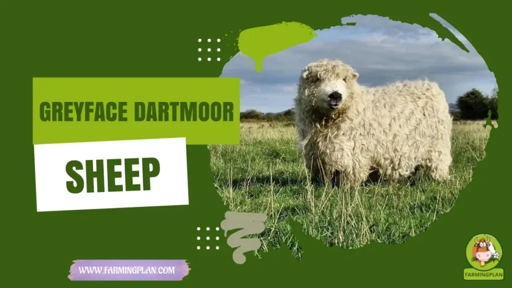 Greyface Dartmoor characteristics, agricultural utility and breed care guide