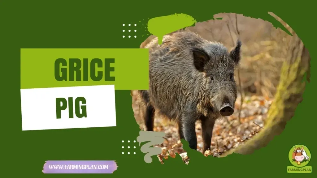 Grice Pig characteristics, agricultural utility and breed care guide