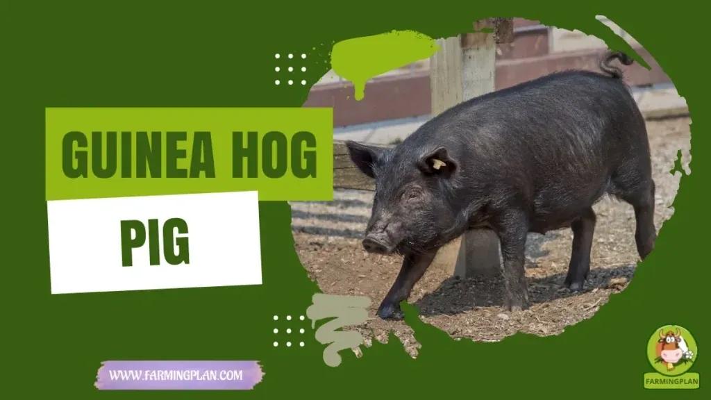 Guinea Hog Pig characteristics, agricultural utility and breed care guide