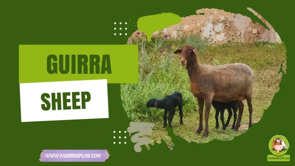 Guirra Sheep - Farming & Breed Profile Guirra Sheep characteristics, agricultural utility and breed care guide