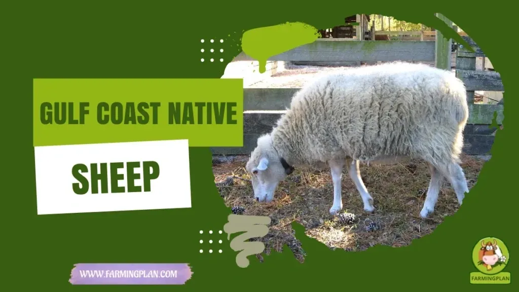 Gulf Coast Native Sheep characteristics, agricultural utility and breed care guide