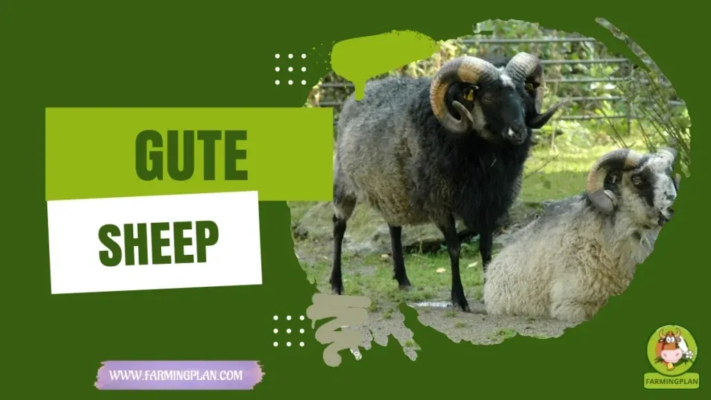 Gute Sheep characteristics, agricultural utility and breed care guide