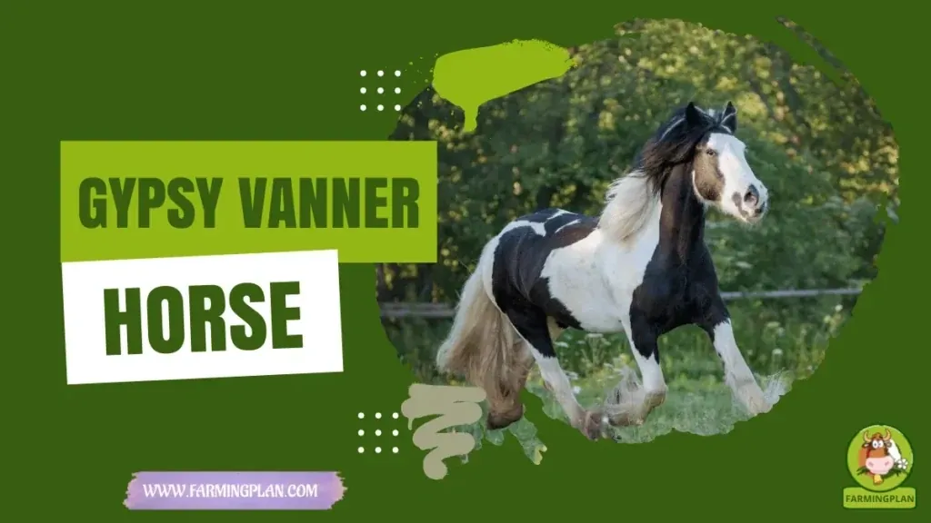 Gypsy Vanner Horse Magic characteristics, agricultural utility and breed care guide
