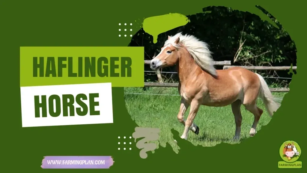 Haflinger Horse - Farming & Breed Profile Haflinger Horse characteristics, agricultural utility and breed care guide