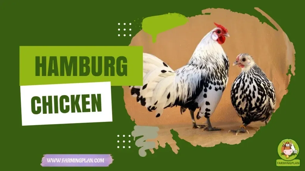Hamburg Chicken characteristics, agricultural utility and breed care guide