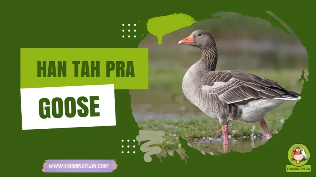 Han Tah Pra Goose characteristics, agricultural utility and breed care guide