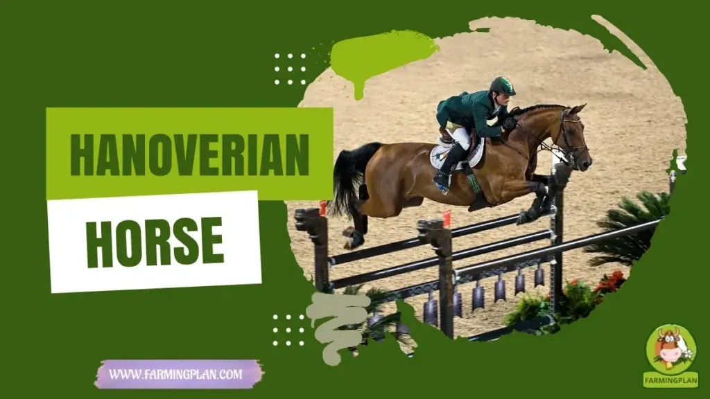 Hanoverian Horses characteristics, agricultural utility and breed care guide