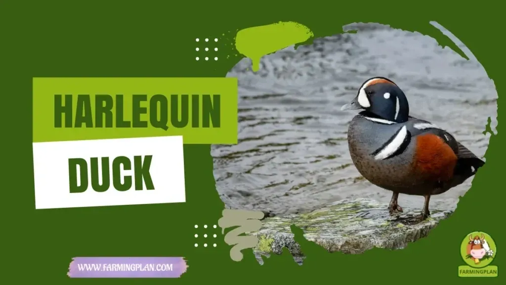 Harlequin Duck - Farming & Breed Profile Harlequin Duck characteristics, agricultural utility and breed care guide