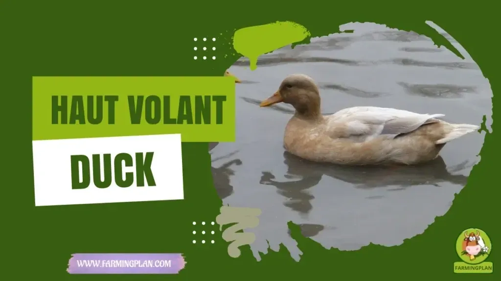 Haut-Volant Duck characteristics, agricultural utility and breed care guide