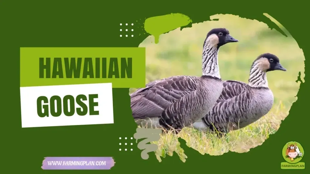 Hawaiian Goose - Farming & Breed Profile Hawaiian Goose characteristics, agricultural utility and breed care guide